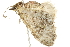  ( - 10BBCLP-2462)  @12 [ ] CreativeCommons - Attribution (2011) CBG Photography Group Centre for Biodiversity Genomics