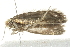  ( - 10BBCLP-2475)  @12 [ ] CreativeCommons - Attribution (2011) CBG Photography Group Centre for Biodiversity Genomics