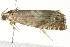  ( - 10BBCLP-2489)  @12 [ ] CreativeCommons - Attribution (2011) CBG Photography Group Centre for Biodiversity Genomics
