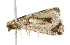  ( - 10BBCLP-2635)  @12 [ ] CreativeCommons - Attribution (2011) CBG Photography Group Centre for Biodiversity Genomics