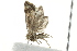  ( - 10BBCLP-2748)  @12 [ ] CreativeCommons - Attribution (2011) CBG Photography Group Centre for Biodiversity Genomics