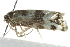  ( - 10BBCLP-2750)  @12 [ ] CreativeCommons - Attribution (2011) CBG Photography Group Centre for Biodiversity Genomics
