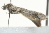  ( - 10BBCLP-2910)  @12 [ ] CreativeCommons - Attribution (2011) CBG Photography Group Centre for Biodiversity Genomics