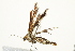  ( - 10BBCLP-2821)  @12 [ ] CreativeCommons - Attribution (2011) CBG Photography Group Centre for Biodiversity Genomics