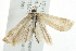  ( - 10BBCLP-2964)  @12 [ ] CreativeCommons - Attribution (2011) CBG Photography Group Centre for Biodiversity Genomics
