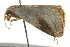  ( - 10BBCLP-2972)  @13 [ ] CreativeCommons - Attribution (2011) CBG Photography Group Centre for Biodiversity Genomics