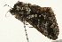  ( - 09BBELE-2053)  @12 [ ] CreativeCommons - Attribution (2010) Unspecified Centre for Biodiversity Genomics