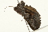  ( - 09BBELE-2080)  @13 [ ] CreativeCommons - Attribution (2010) Unspecified Centre for Biodiversity Genomics
