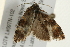  ( - 09BBELE-2205)  @12 [ ] CreativeCommons - Attribution (2010) Unspecified Centre for Biodiversity Genomics