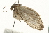  (Eupithecia casloata - 09BBELE-2240)  @14 [ ] CreativeCommons - Attribution (2010) Unspecified Centre for Biodiversity Genomics