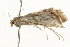  ( - 09BBELE-2290)  @13 [ ] CreativeCommons - Attribution (2010) Unspecified Centre for Biodiversity Genomics