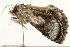  ( - 09BBELE-2328)  @12 [ ] CreativeCommons - Attribution (2010) Unspecified Centre for Biodiversity Genomics