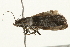  ( - 09BBELE-2479)  @13 [ ] CreativeCommons - Attribution (2010) Unspecified Centre for Biodiversity Genomics