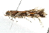  ( - 10BBCLP-3092)  @13 [ ] CreativeCommons - Attribution (2011) CBG Photography Group Centre for Biodiversity Genomics