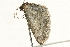  ( - 10BBCLP-3121)  @12 [ ] CreativeCommons - Attribution (2011) CBG Photography Group Centre for Biodiversity Genomics