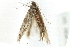  ( - 10BBCLP-3130)  @12 [ ] CreativeCommons - Attribution (2011) CBG Photography Group Centre for Biodiversity Genomics