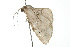  ( - 09BBLEP-04398)  @12 [ ] CreativeCommons - Attribution (2009) Unspecified Centre for Biodiversity Genomics