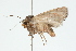 ( - 09BBLEP-01287)  @13 [ ] CreativeCommons - Attribution (2009) Unspecified Centre for Biodiversity Genomics