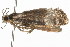  ( - 09BBLEP-01305)  @12 [ ] CreativeCommons - Attribution (2009) Unspecified Centre for Biodiversity Genomics