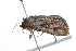  ( - 09BBLEP-01612)  @12 [ ] CreativeCommons - Attribution (2009) Unspecified Centre for Biodiversity Genomics