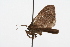  ( - 09BBLEP-00932)  @13 [ ] CreativeCommons - Attribution (2009) Unspecified Centre for Biodiversity Genomics