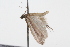  ( - 09BBLEP-00946)  @13 [ ] CreativeCommons - Attribution (2009) Unspecified Centre for Biodiversity Genomics