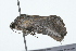  ( - 09BBLEP-00981)  @13 [ ] CreativeCommons - Attribution (2009) Unspecified Centre for Biodiversity Genomics