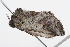  ( - 09BBLEP-00988)  @12 [ ] CreativeCommons - Attribution (2009) Unspecified Centre for Biodiversity Genomics