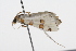  (Lygropia octonalis PS1 - 09BBLEP-00997)  @14 [ ] CreativeCommons - Attribution (2009) Unspecified Centre for Biodiversity Genomics