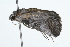  ( - 09BBLEP-01010)  @13 [ ] CreativeCommons - Attribution (2009) Unspecified Centre for Biodiversity Genomics