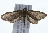  ( - 09BBLEP-01019)  @13 [ ] CreativeCommons - Attribution (2009) Unspecified Centre for Biodiversity Genomics