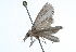  ( - 09BBLEP-01746)  @13 [ ] CreativeCommons - Attribution (2009) Unspecified Centre for Biodiversity Genomics