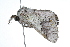  ( - 09BBLEP-01757)  @13 [ ] CreativeCommons - Attribution (2009) Unspecified Centre for Biodiversity Genomics
