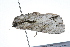  ( - 09BBLEP-01781)  @13 [ ] CreativeCommons - Attribution (2009) Unspecified Centre for Biodiversity Genomics