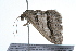 ( - 09BBLEP-01913)  @12 [ ] CreativeCommons - Attribution (2009) Unspecified Centre for Biodiversity Genomics