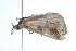  ( - 09BBLEP-01785)  @12 [ ] CreativeCommons - Attribution (2009) Unspecified Centre for Biodiversity Genomics