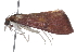  ( - 09BBLEP-01867)  @12 [ ] CreativeCommons - Attribution (2009) Unspecified Centre for Biodiversity Genomics