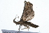  ( - 09BBLEP-01527)  @12 [ ] CreativeCommons - Attribution (2009) Unspecified Centre for Biodiversity Genomics