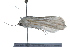 ( - 09BBLEP-01358)  @13 [ ] CreativeCommons - Attribution (2009) Unspecified Centre for Biodiversity Genomics