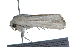  ( - 09BBLEP-01363)  @13 [ ] CreativeCommons - Attribution (2009) Unspecified Centre for Biodiversity Genomics