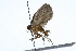  ( - 09BBLEP-01376)  @12 [ ] CreativeCommons - Attribution (2009) Unspecified Centre for Biodiversity Genomics