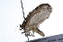  ( - 09BBLEP-01390)  @12 [ ] CreativeCommons - Attribution (2009) Unspecified Centre for Biodiversity Genomics