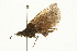  ( - 09BBLEP-02436)  @12 [ ] CreativeCommons - Attribution (2009) Unspecified Centre for Biodiversity Genomics