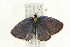  ( - 09BBLEP-02439)  @13 [ ] CreativeCommons - Attribution (2009) Unspecified Centre for Biodiversity Genomics