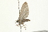  ( - 09BBLEP-02704)  @12 [ ] CreativeCommons - Attribution (2009) Unspecified Centre for Biodiversity Genomics