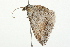  ( - 09BBLEP-02923)  @13 [ ] CreativeCommons - Attribution (2009) Unspecified Centre for Biodiversity Genomics