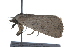  ( - 09BBLEP-02034)  @13 [ ] CreativeCommons - Attribution (2009) Unspecified Centre for Biodiversity Genomics