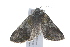  ( - 09BBLEP-02039)  @13 [ ] CreativeCommons - Attribution (2009) Unspecified Centre for Biodiversity Genomics