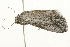  ( - 09BBLEP-03007)  @13 [ ] CreativeCommons - Attribution (2009) Unspecified Centre for Biodiversity Genomics