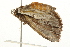  ( - 09BBLEP-03014)  @12 [ ] CreativeCommons - Attribution (2009) Unspecified Centre for Biodiversity Genomics